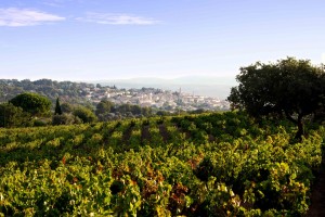 vineyards provence