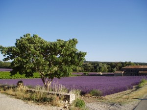 Sightseeing Provence